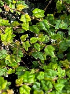 FICUS pumila Quercifolia